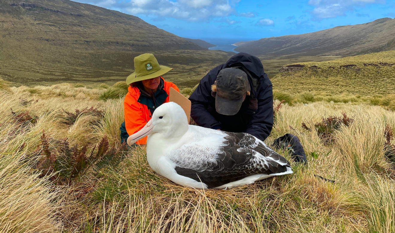 Campbell Island Monitoring