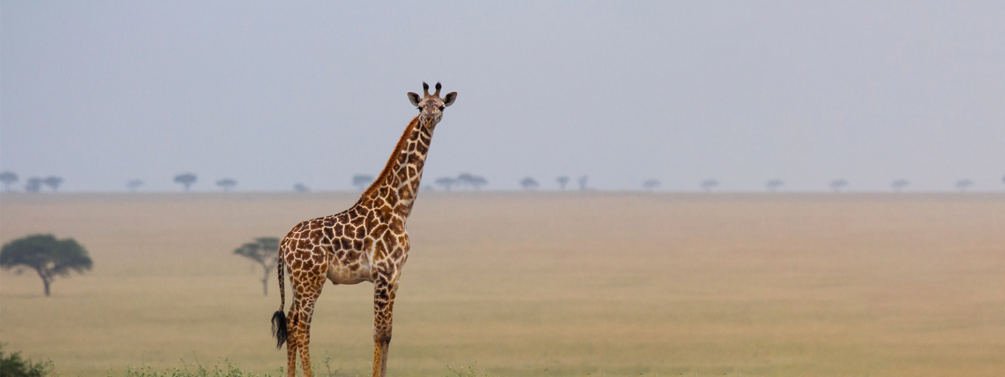 Giraffe Header 20210708 122330 (1)