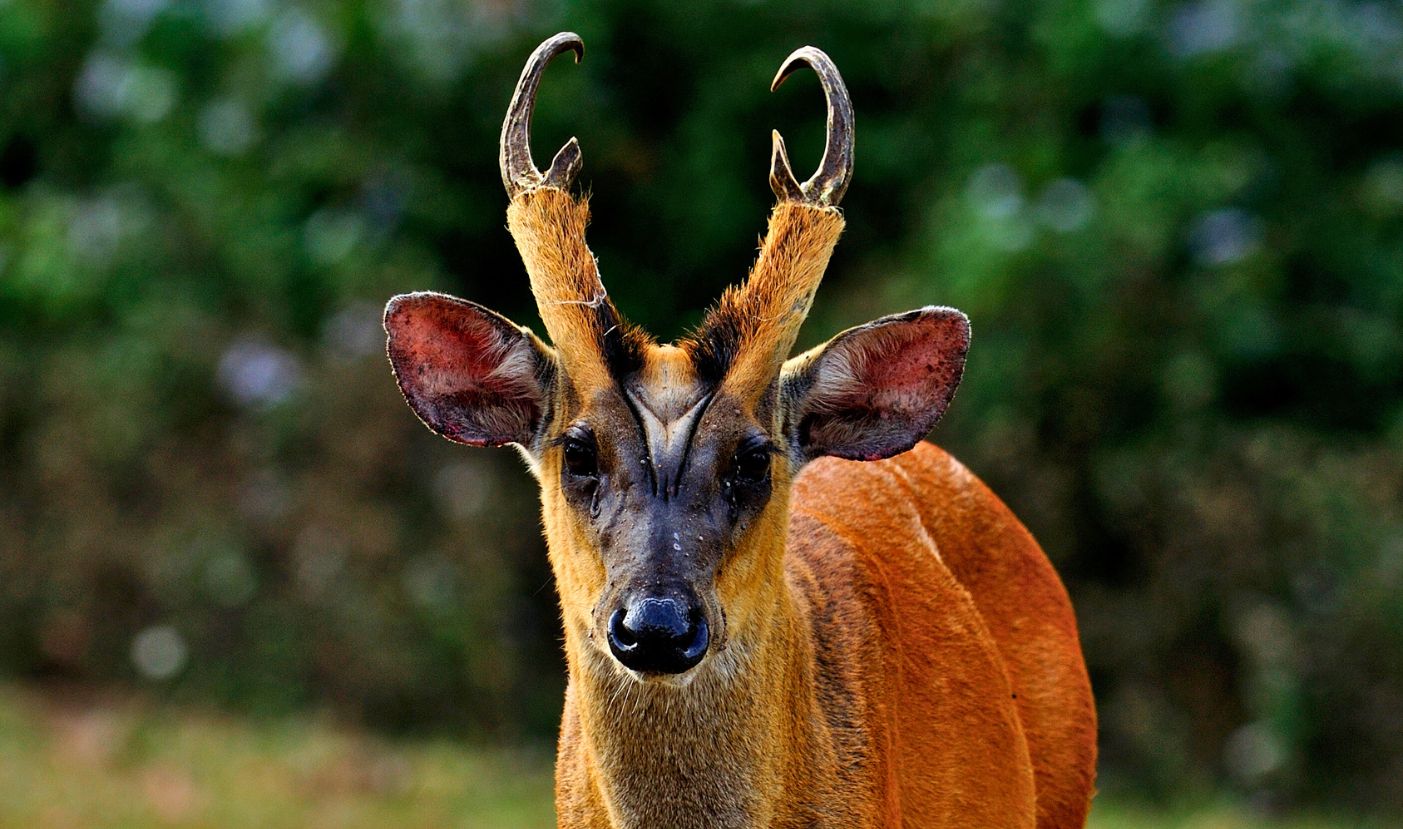 Sai Yok National Park Is Home To The Endangered Barking Deer (Muntjack Deer)