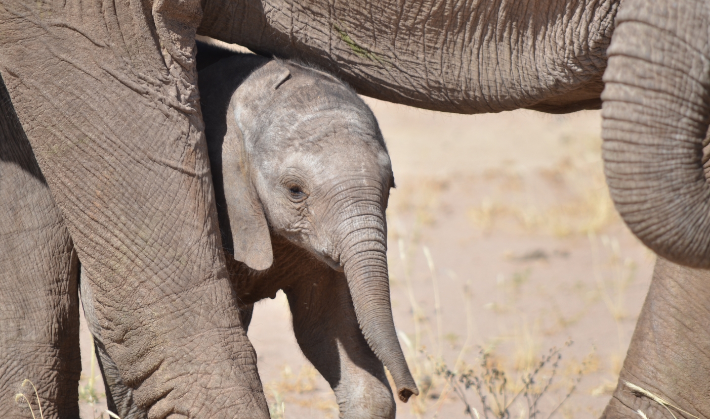Sadly, Only 21 Desert Elephants Remain Today, Down From 31 In 2010