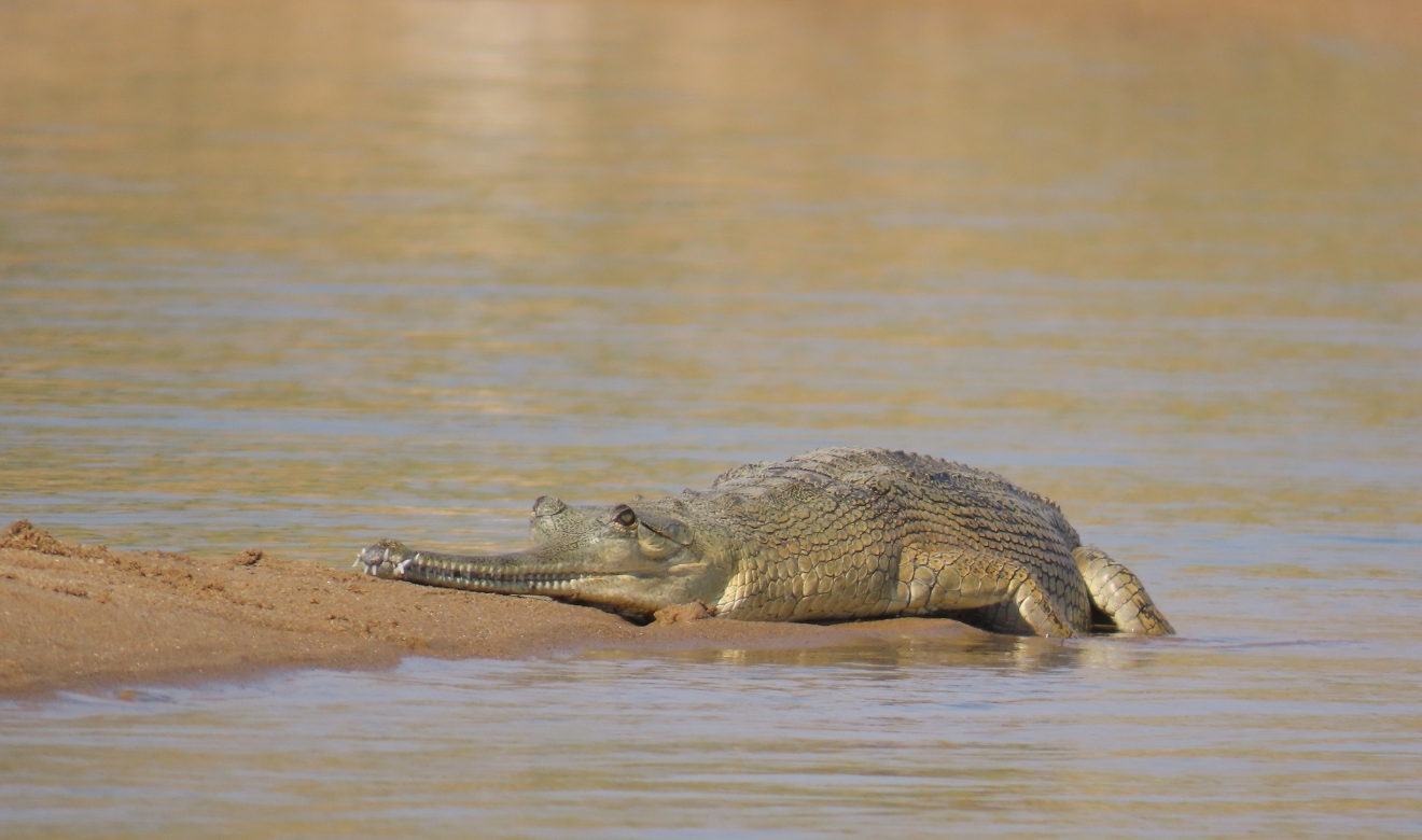250 Adult Gharials Remain