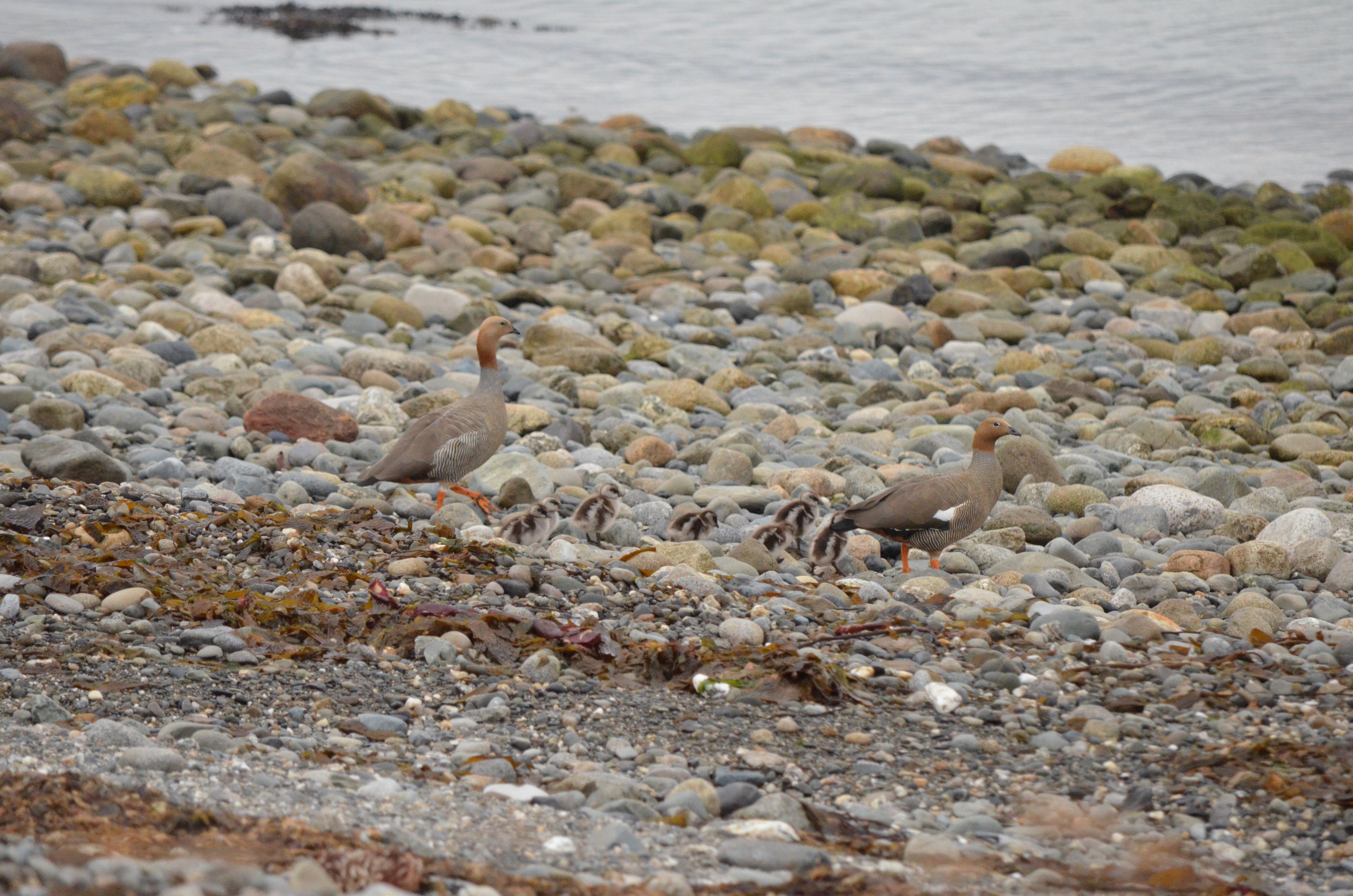 Ruddy Headed Geese 4
