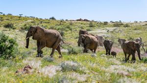 Elephants11 (1)