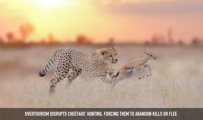 Cheetah Hunting