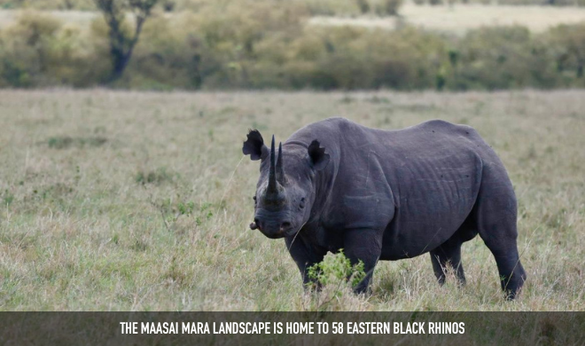 Maasai Mara Rhinos (1)