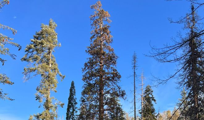Deploying Wild Me's Scout Software And AI Tools To Help Inventory Sequoias And Detect New Infestations For Potential Treatments