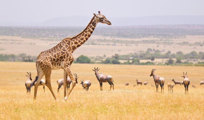 Giraffe In Grassland