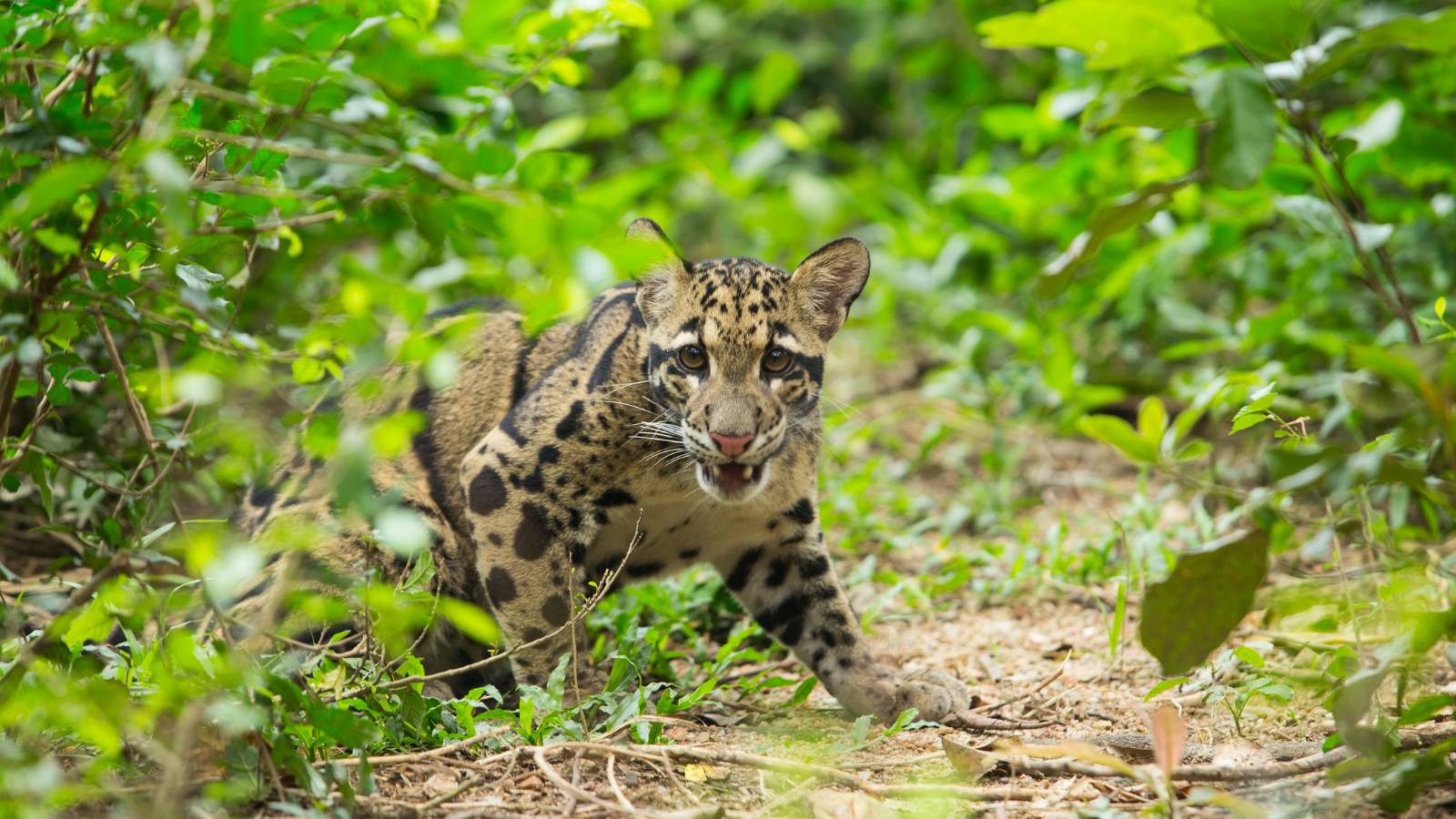 Clouded Leopard (2)