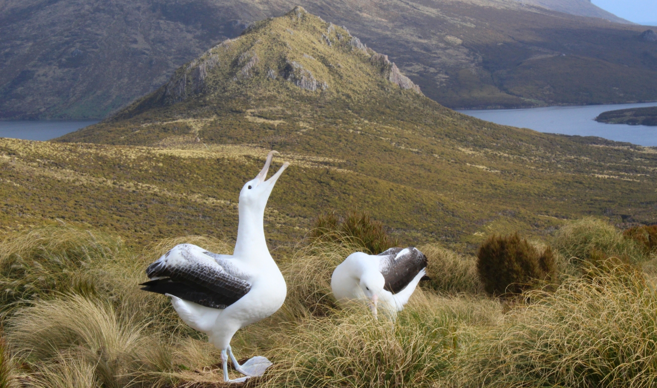 Albatross Campbell Island