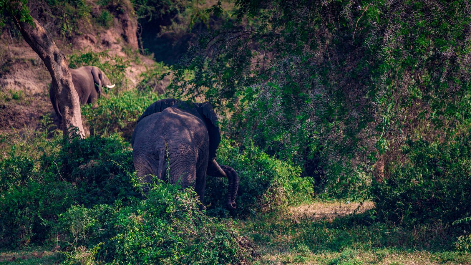 Sickle Bush Tree + Elephants