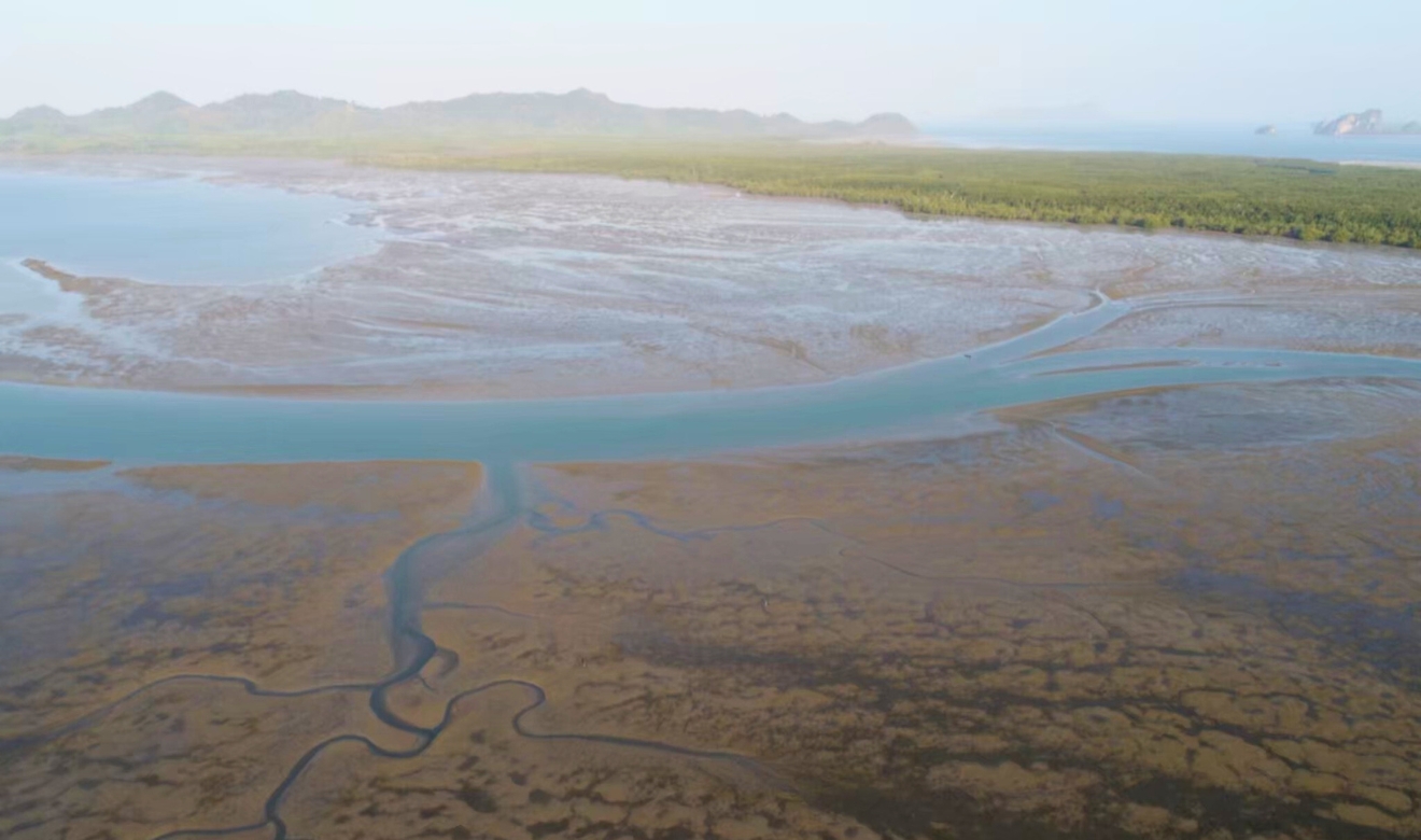Seagrass Meadows Ariel View