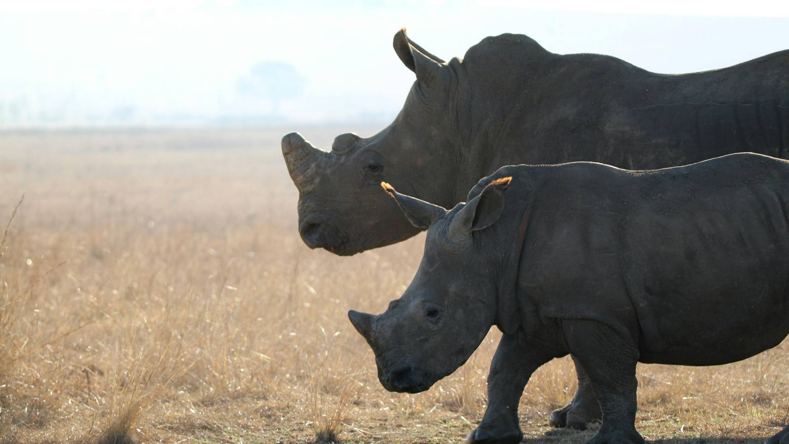 Black Rhino