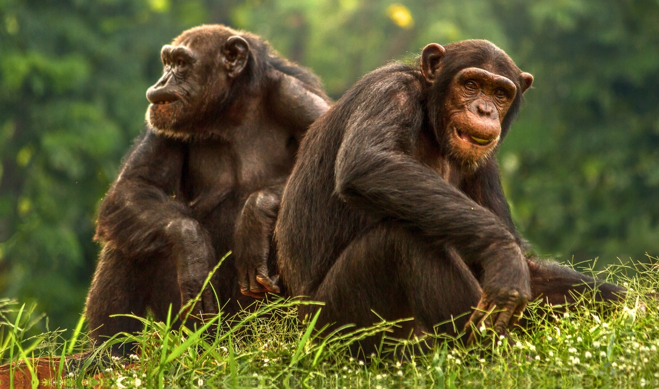 Chimps Could Be Displaced