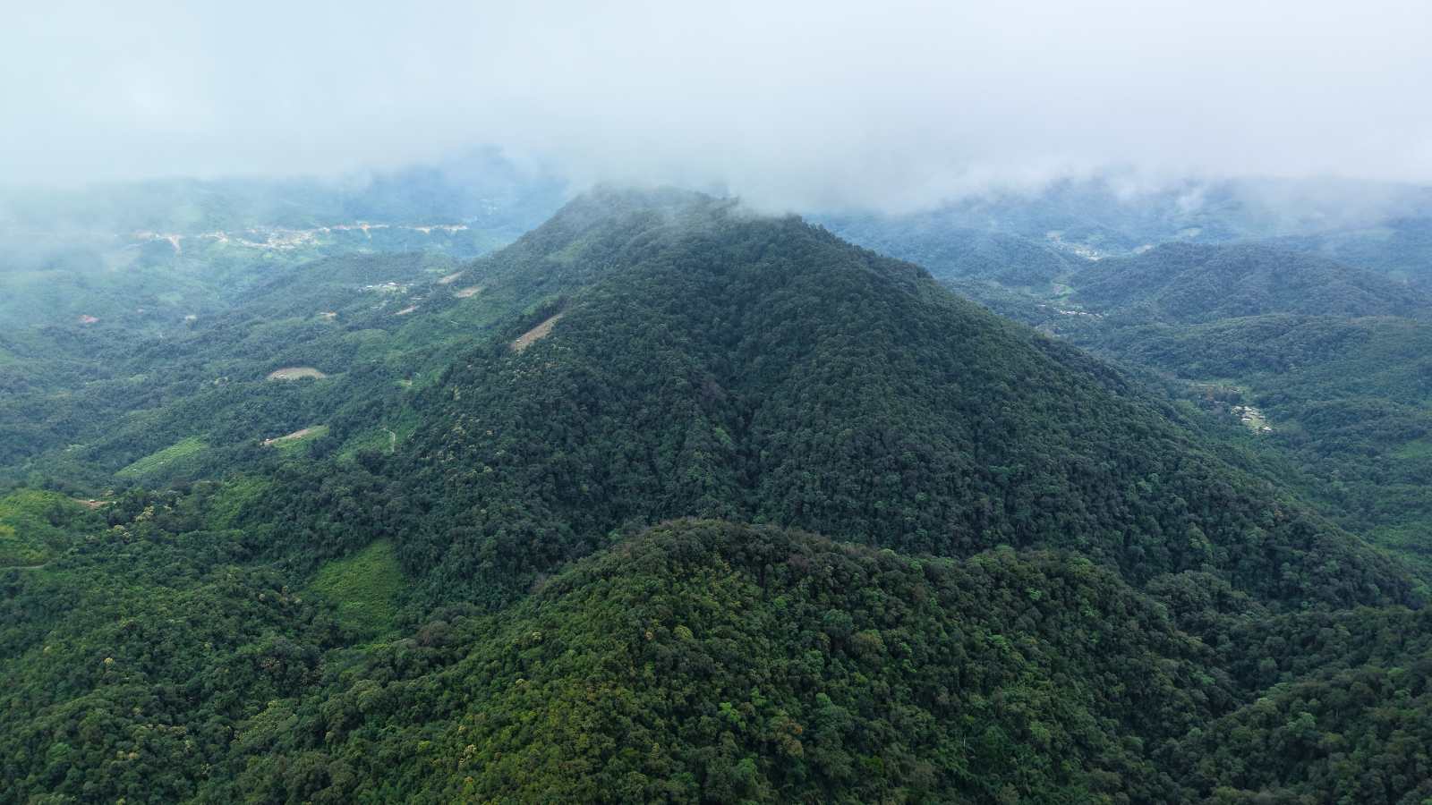 Indonesia Forest